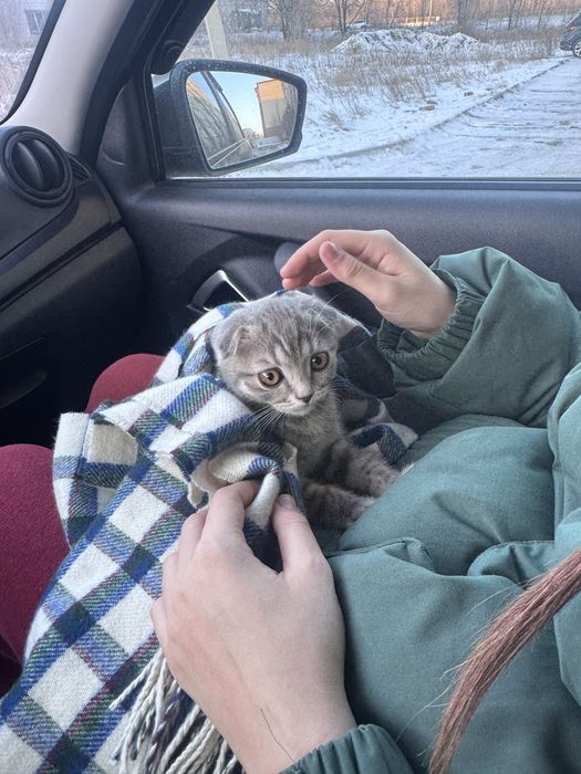 Продам котенка вислоухово