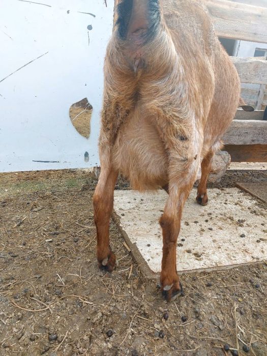 асыл тұқымды ешкілер сатылады