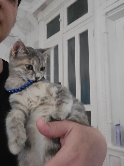 Отдам даром кошечку 4 месячную