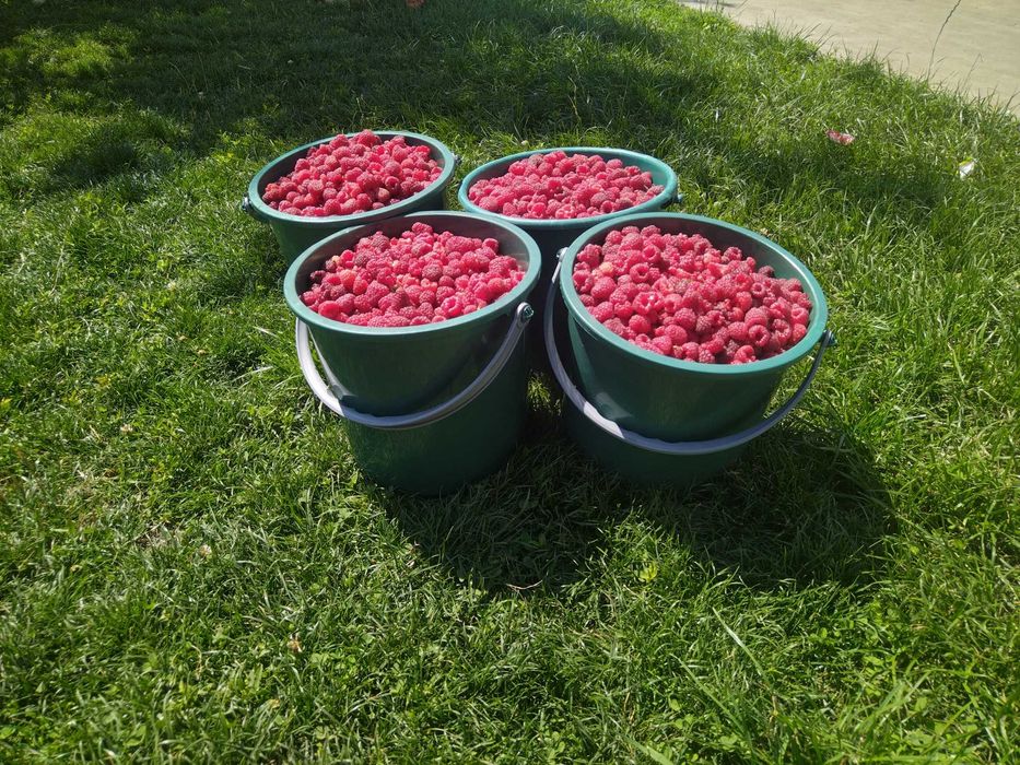 Zmeură de vanzare 25 lei kg