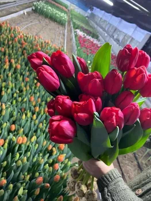 Тюльпан премиум класса оптом!Высший голландский сорт 0т 370тг с теплиц