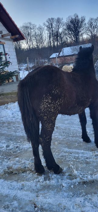 Vând mânză de 8 luni