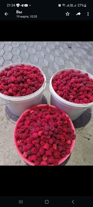 Продам саженцы малины