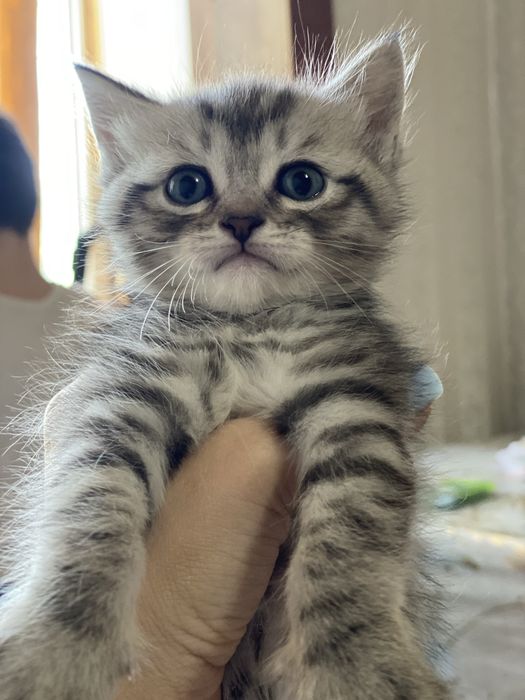 Продаются котятааа
