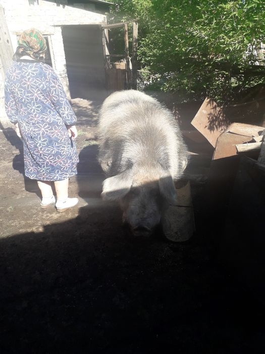 Продам племенного хряка
