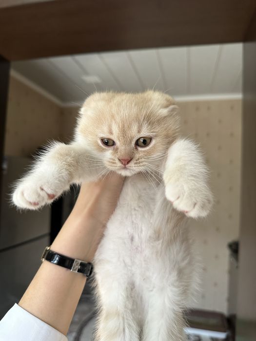 Продаются два чистокровных фолда