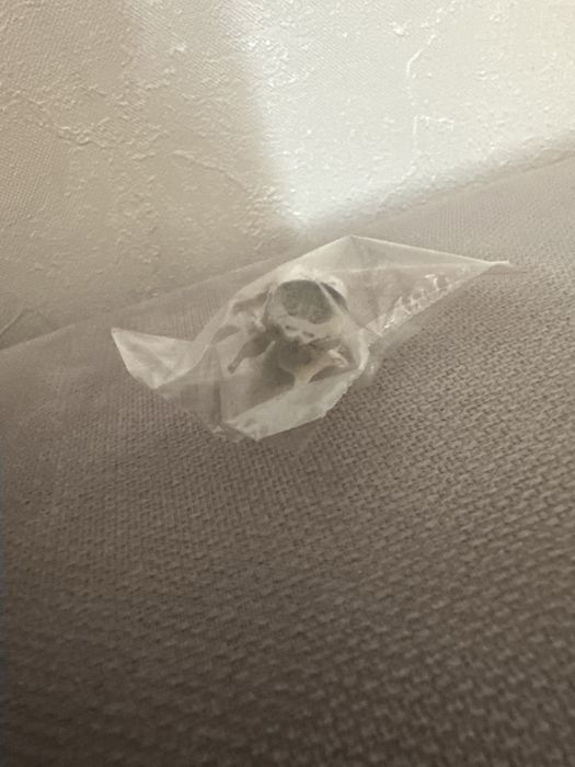 Череп ежика дикого маленький