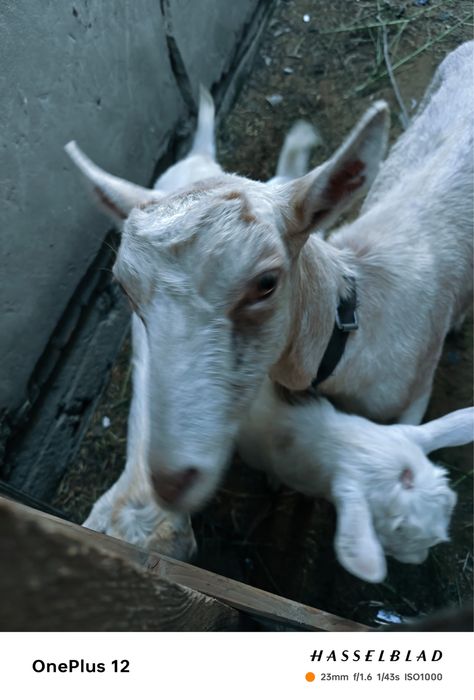 Заинский козы