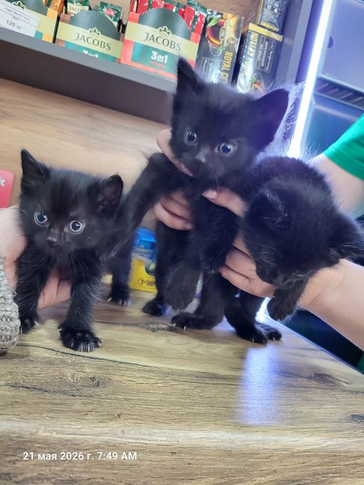 Отдадим  котят в добрые руки бесплатно