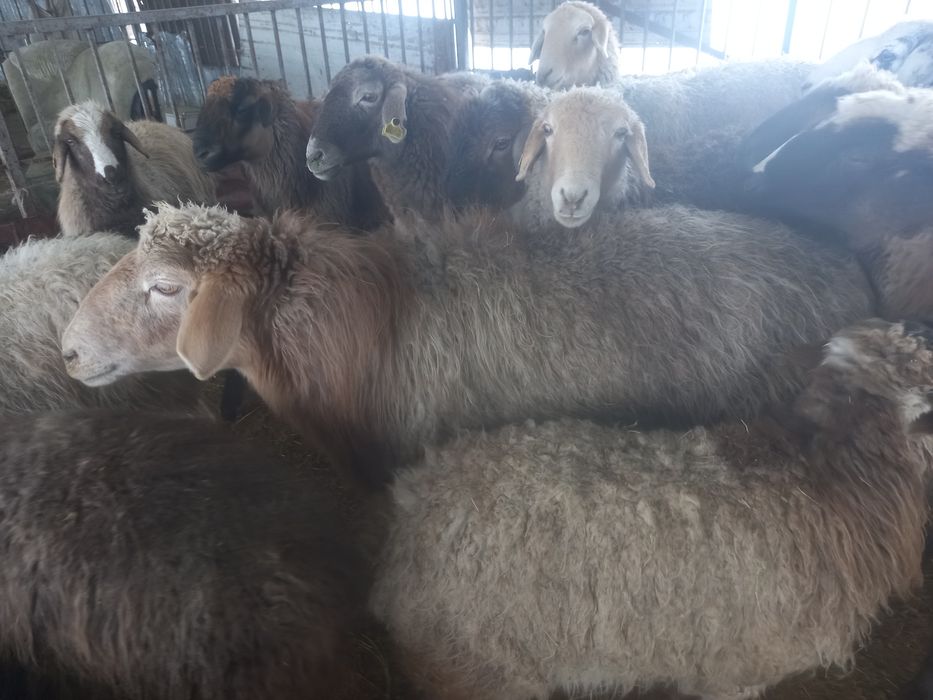 Бараны оптом и в розницу на выбор