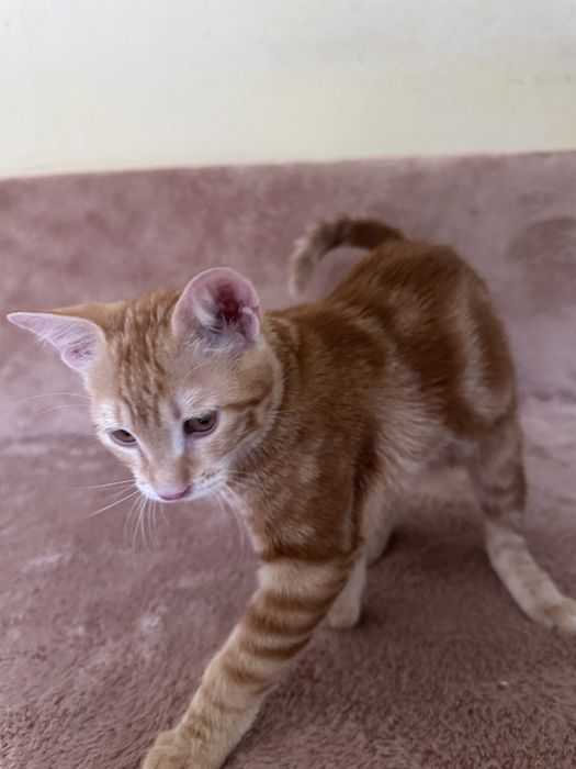 Подарявам котенца