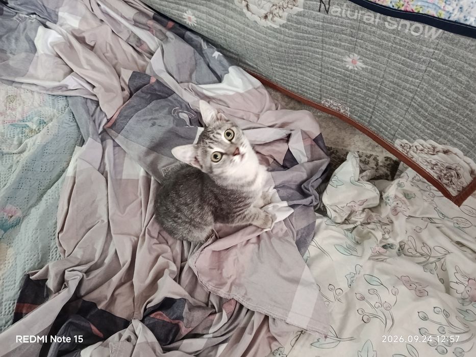 Отдам котика подросток шотландец