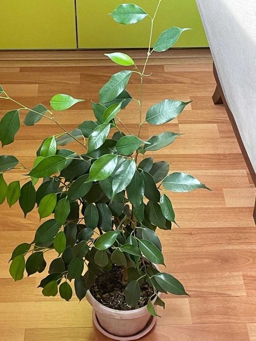 Фикус бенджамина - растение комнатное