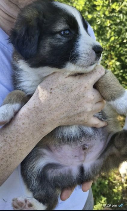 Adopție pui catel