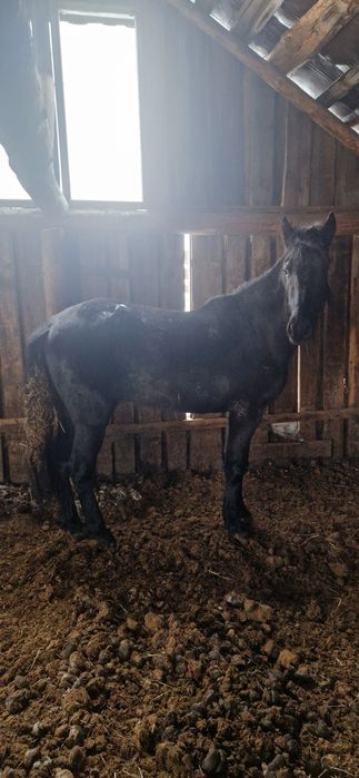 Продам жеребщика 2годовалого