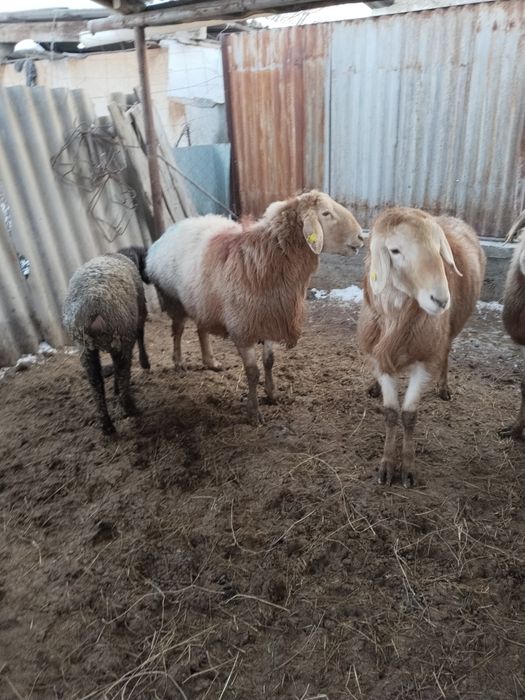 Продам Кошкар 2 годовалый.