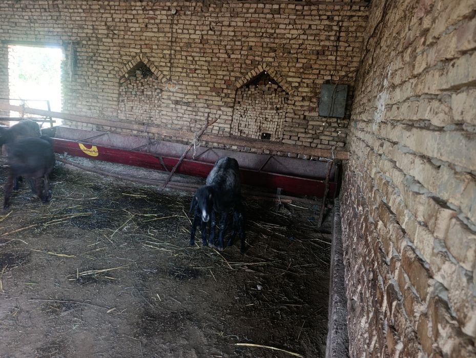 Egiz tuqqan Qazoqi Sotiladi