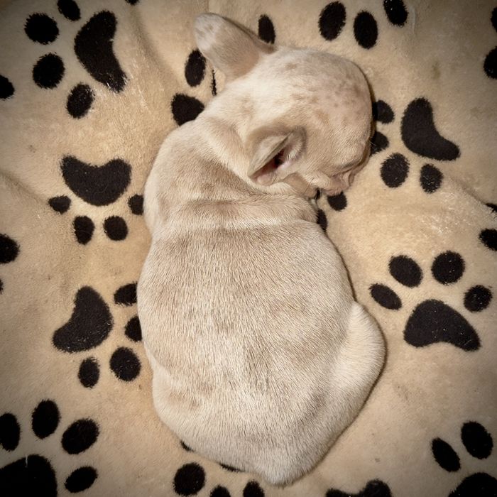 Lilac fawn merle x isabella френски булдог