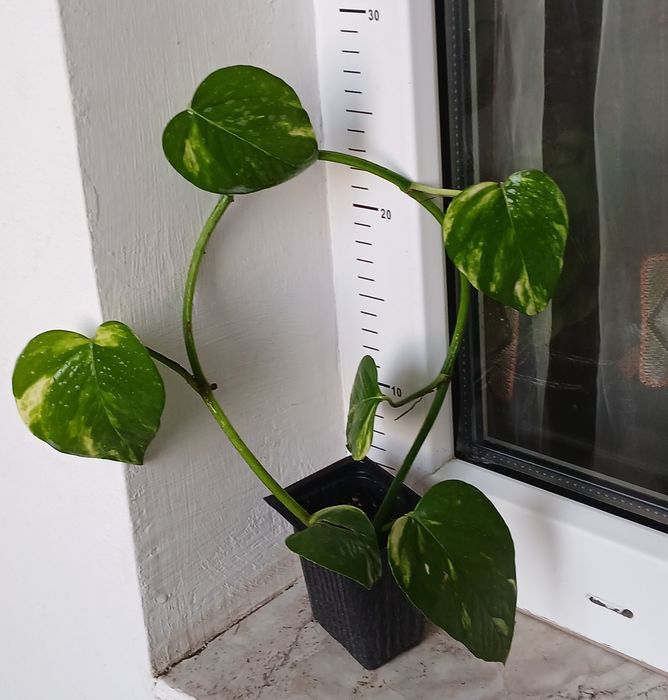 Дяволски бръшлян/епипремнум/ Цвете на парите