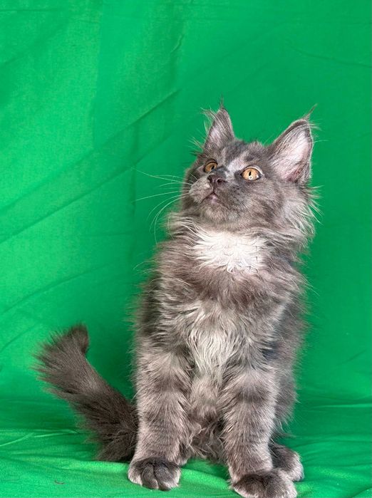 Продаются чистопородные котята мейнкун.