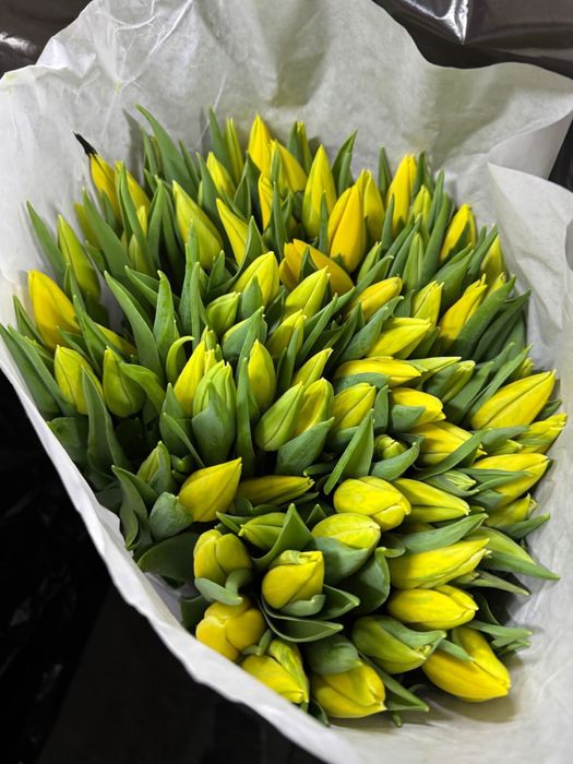 Тюльпаны цветы астана оптом