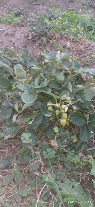 Продаю клубнику ремонтантные сорта