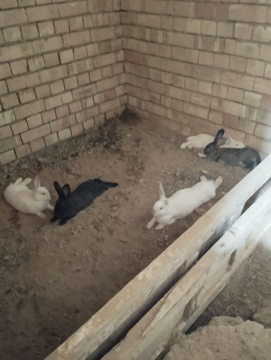 Куён сотилади срочн еб ичиши яхши пул зарулигидан