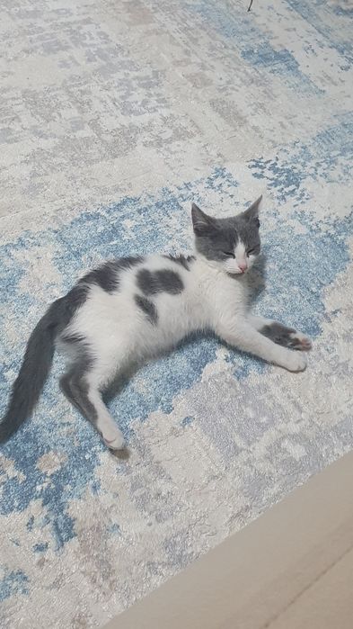 Котенок мальчик 2-3месяца