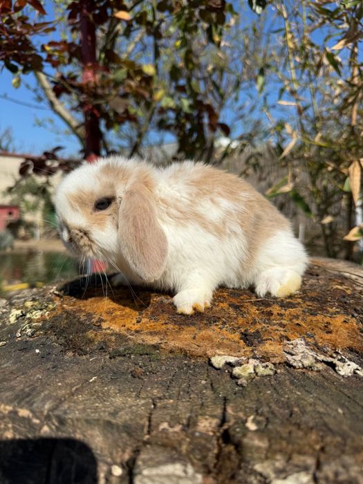 Vând iepuras Berbec Pitic (Mini Lop)
