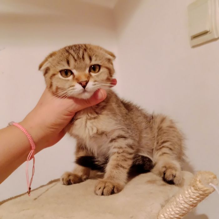 Скоттиш фолд чистокровная золотистая табби девочка очень умненькая