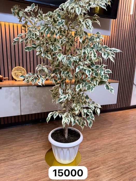 Продам комнатные цветы