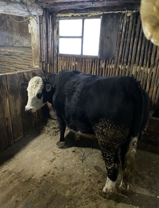 Продам с откорма