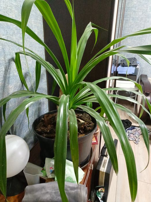 Продам пальму Панданус