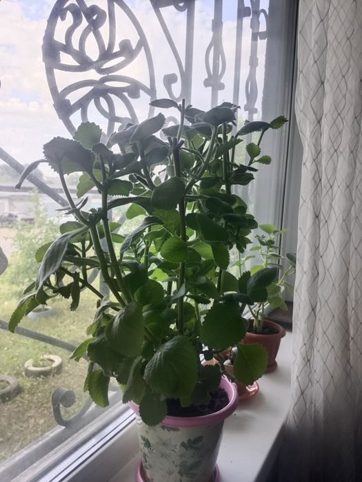 Комнатные растения