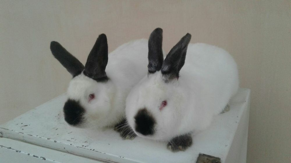 Куенлар сотилади холати соглом