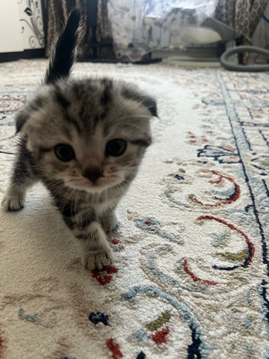 Продается котёнок