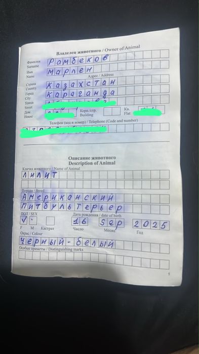 Собака породы Американский питьбультерьер