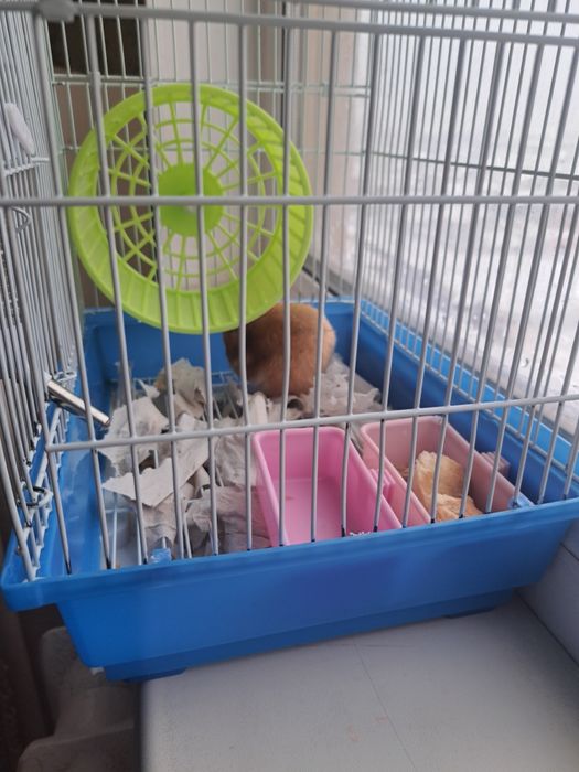 Хомяк хомяков белка