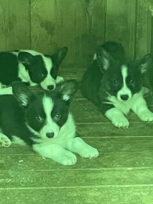 Вельш корги щенки