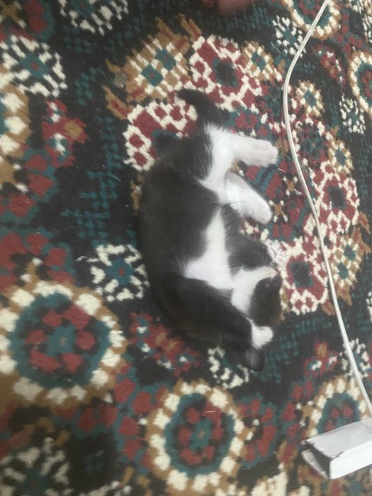 Котенок девочка отдам в хорошие руки.