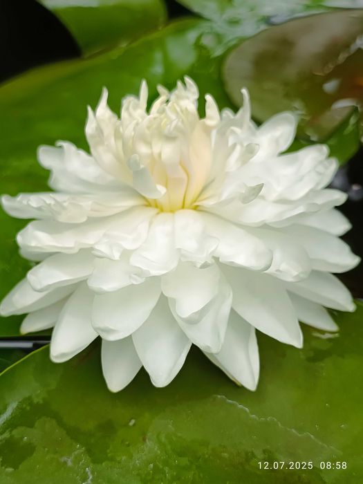 Сортови Водни лилии и тор за тях