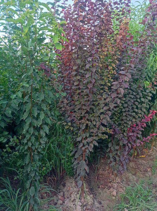 Мевали ва манзарали кучатлар сотилади