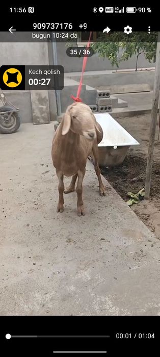Qurbolu va Aqiqaga qassob xizmati