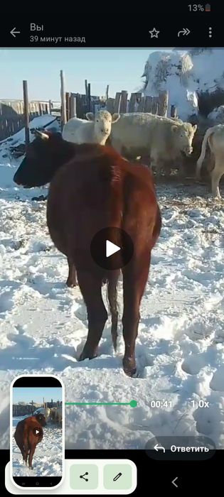 Продам КРС оптом