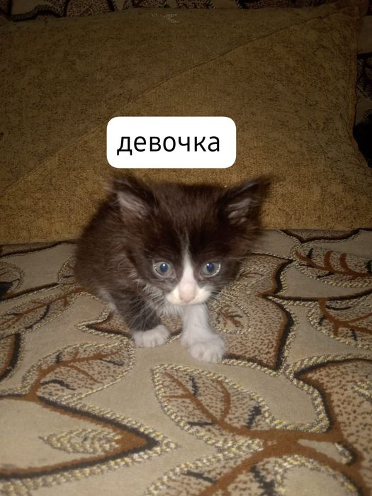 отдам котят в добрые руки