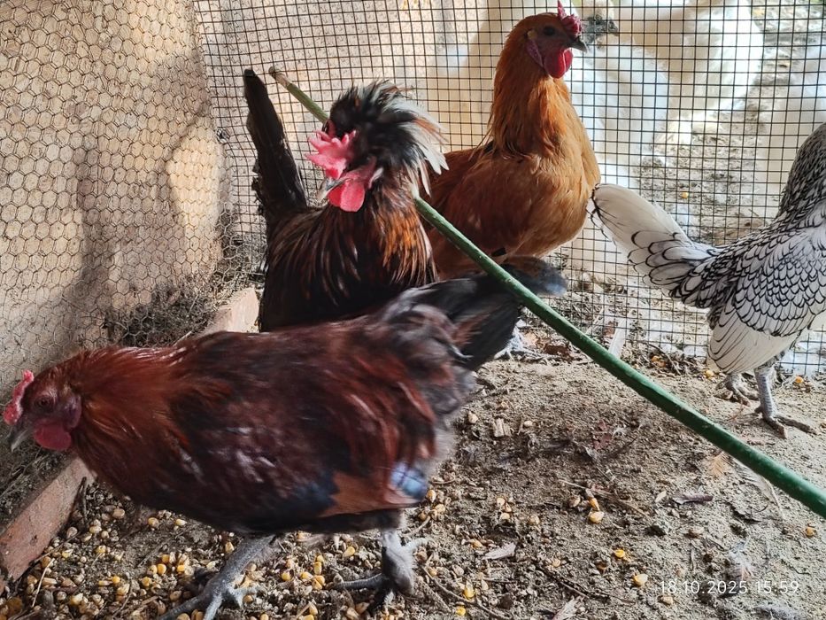 Cocoșei sebright și cocoșei pitici