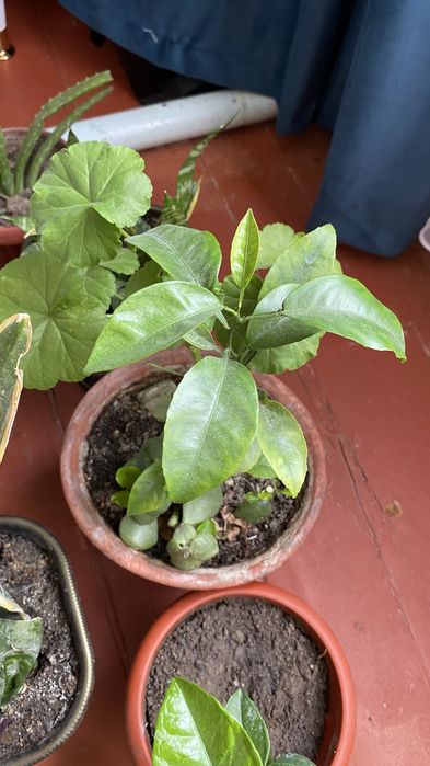 Лимонное дерево