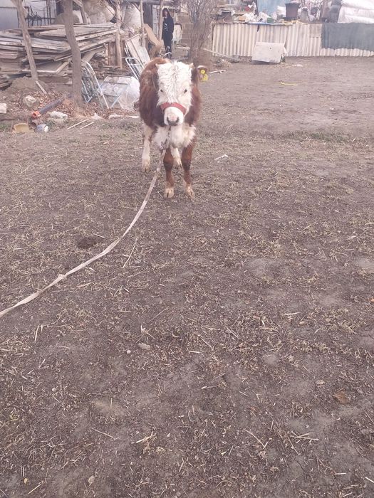 Бука симентал сотилади малумотлар телда