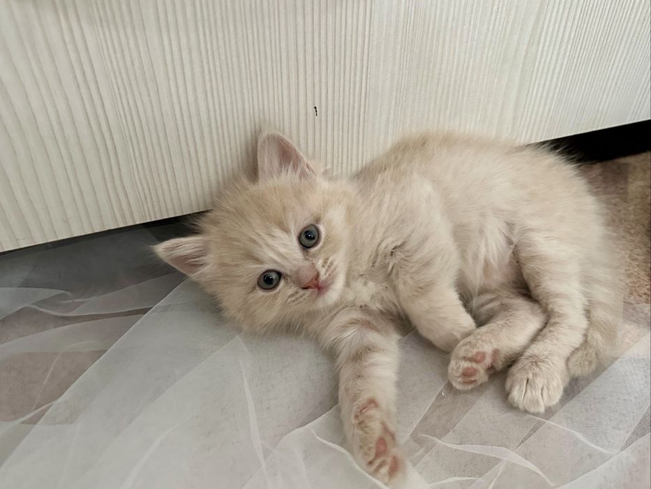 Шотландская девочка