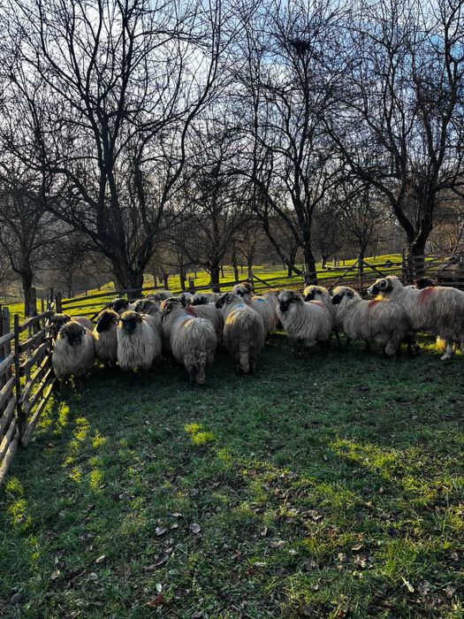 Vind oi bucalai tinere gestante